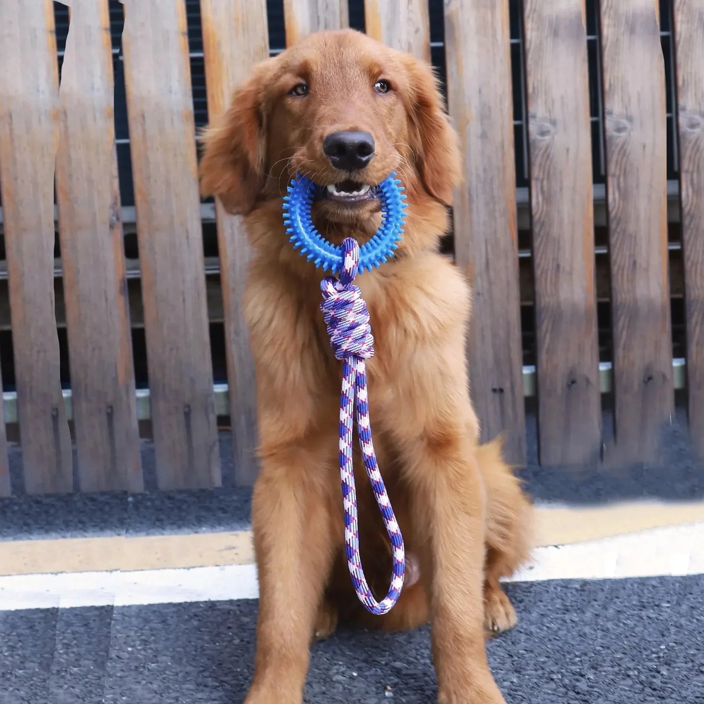 Durable Interactive Pet Toy